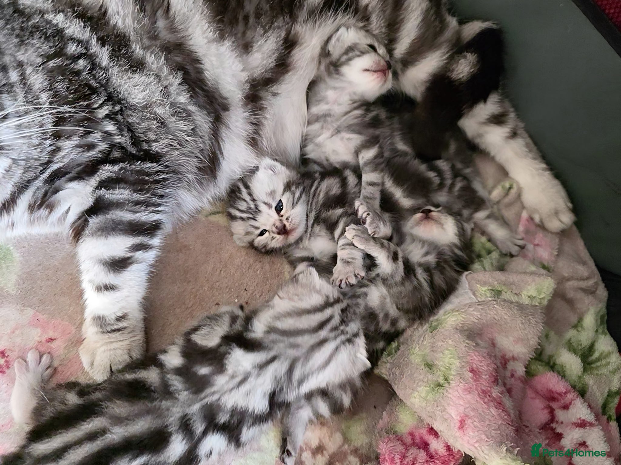 British Shorthair cats Silver Tabby Kittens, Rare GCCF Show Quality.  - Advert 2