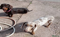 Dachshund dogs for sale: Isabella dapple tan dashound  - Image 3