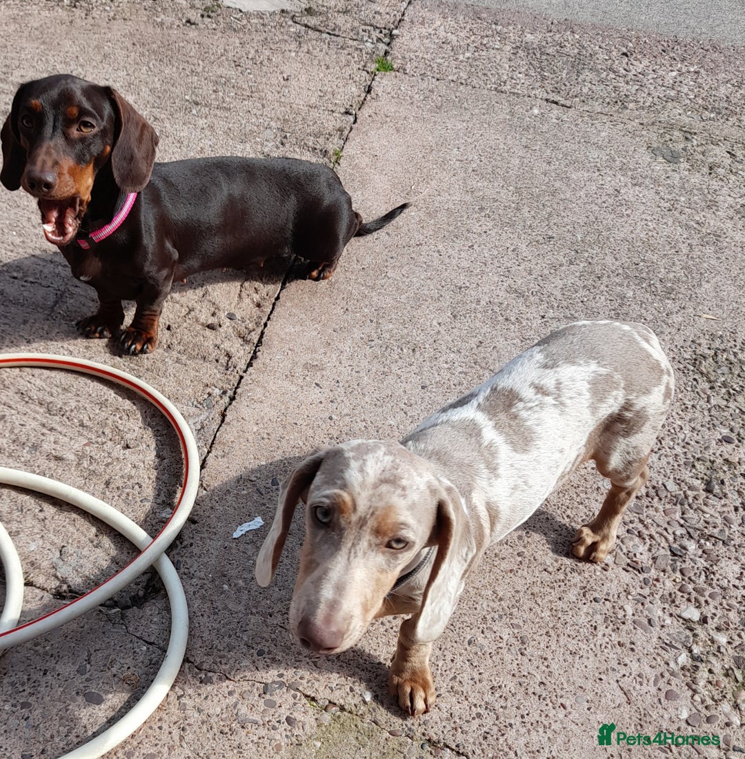 Dachshund dogs for sale: Isabella dapple tan dashound  - Image 3