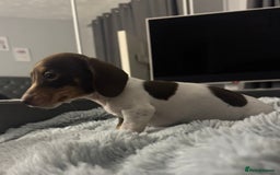 Miniature Dachshund dogs for sale: Four beautiful miniature dachshund girls - Advert 23