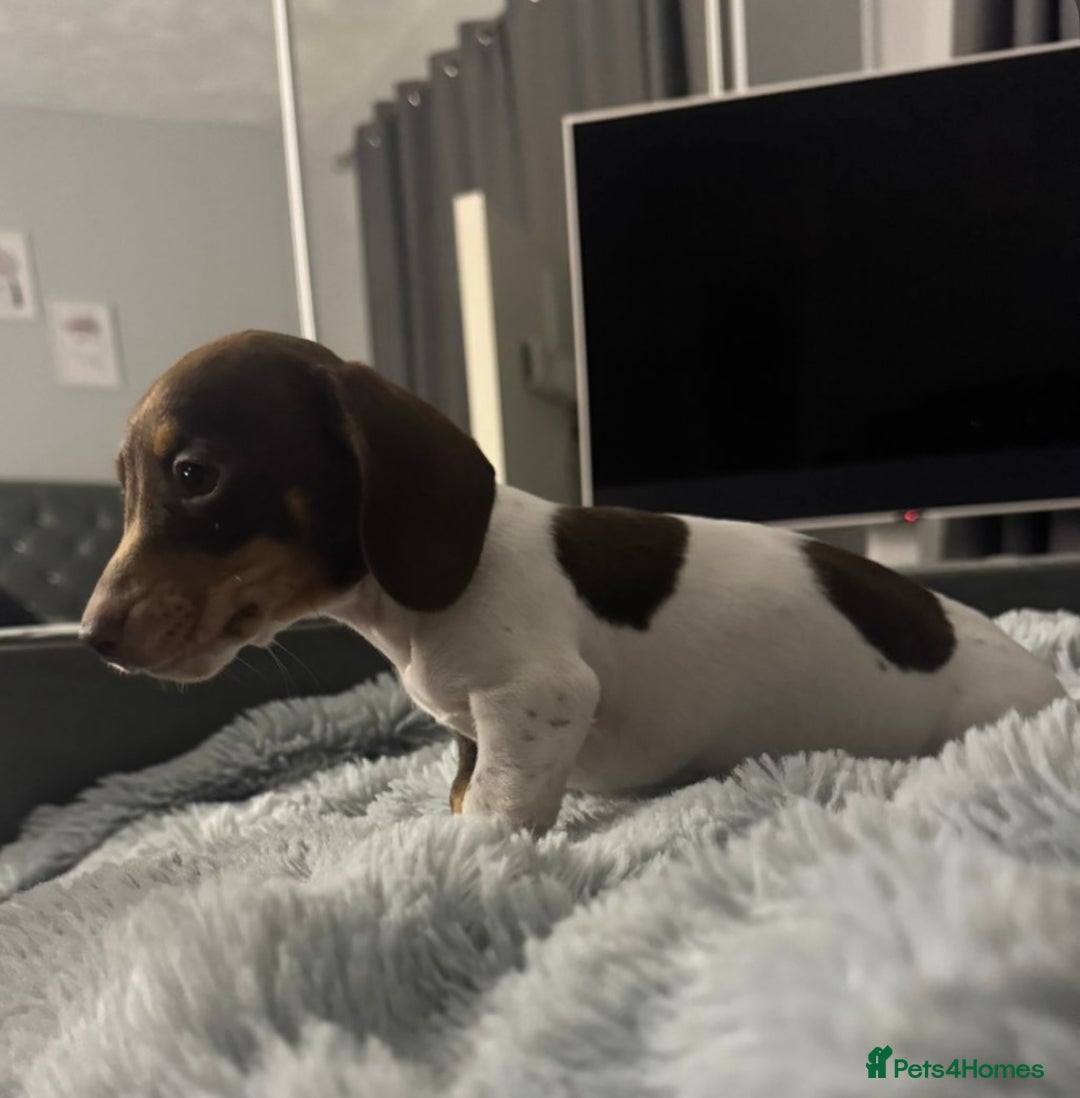 Miniature Dachshund dogs for sale: Four beautiful miniature dachshund girls - Advert 23