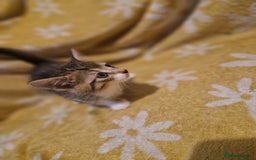 Mixed Breed cats for sale: 5 stunning kittens - Image 5