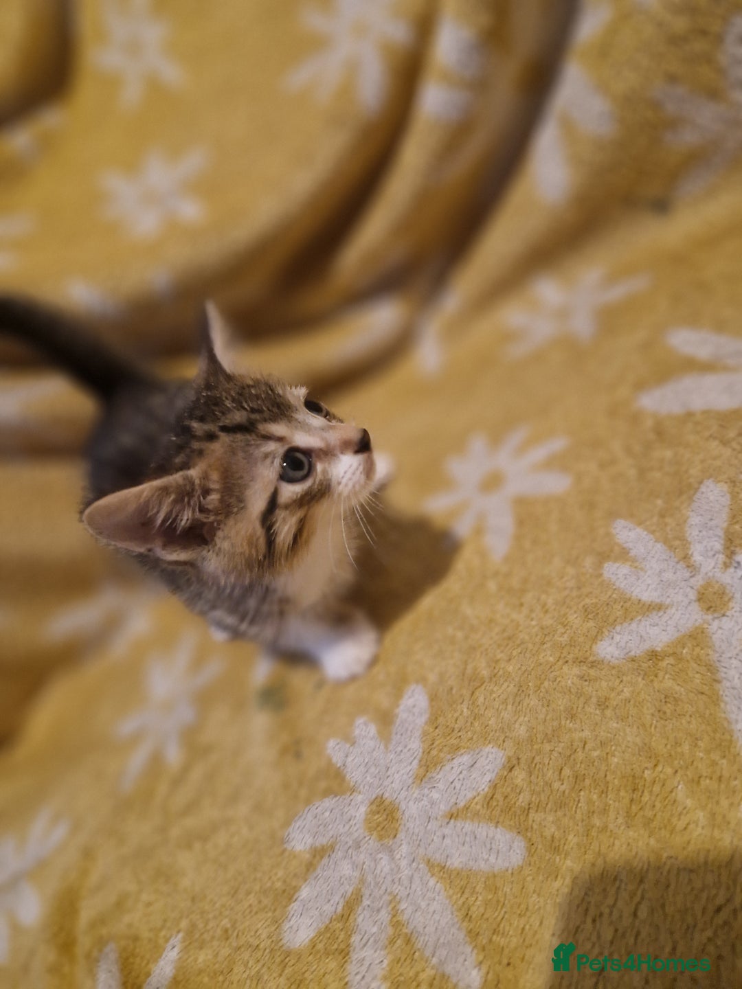 Mixed Breed cats for sale: 5 stunning kittens - Image 5