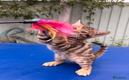 Keetso cats for sale: Rare curled eared rosetted keetso male  - Advert 33