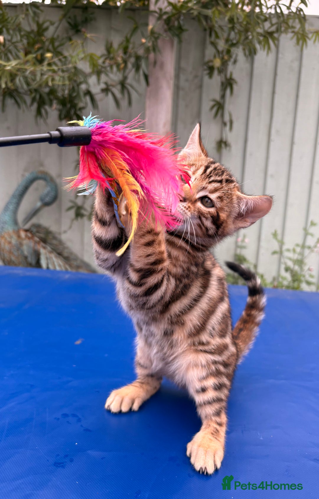 Keetso cats for sale: Rare curled eared rosetted keetso male  - Advert 33