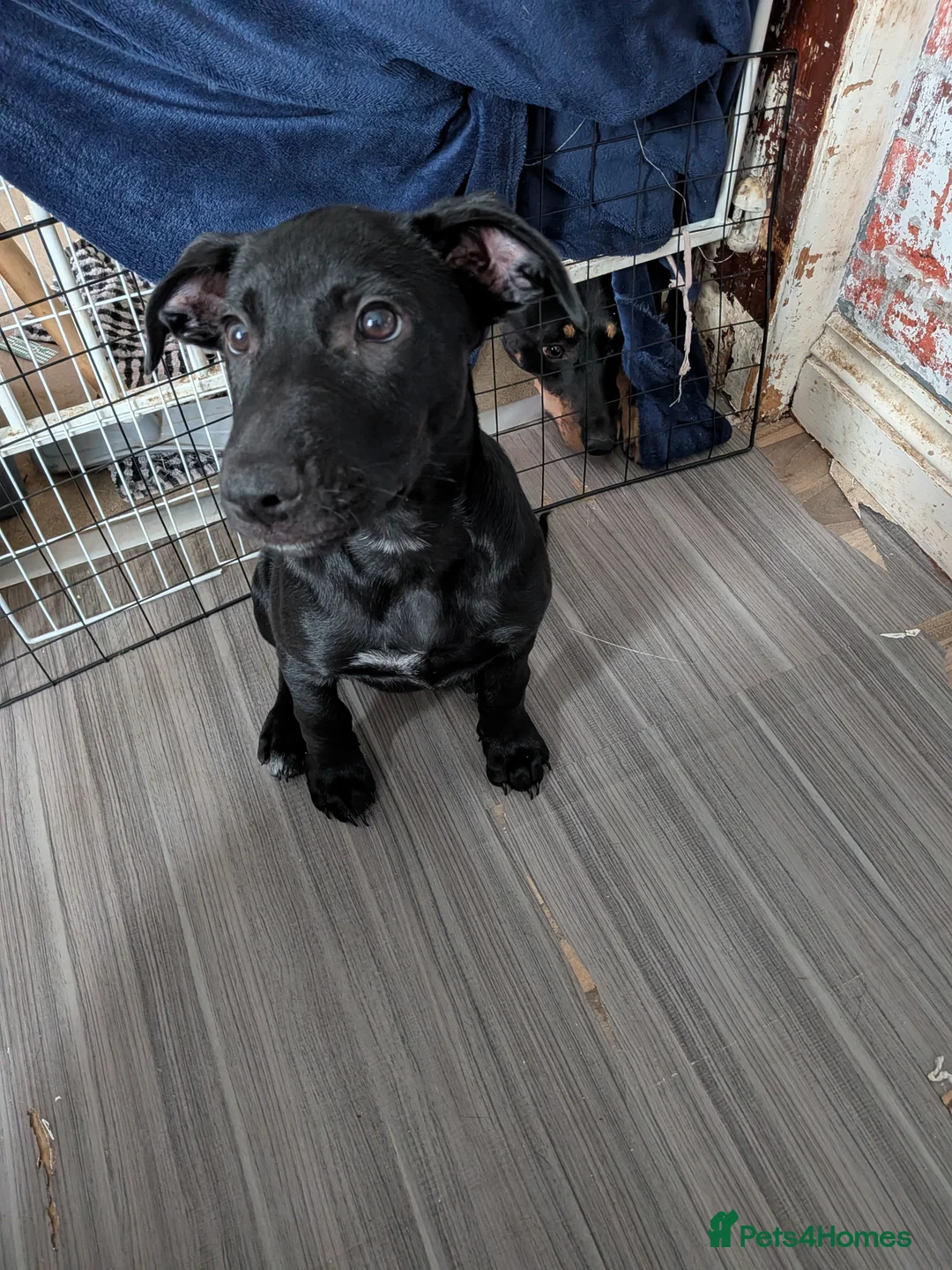 Mixed Breed dogs for sale:  1 Male left and 1 Female left - Advert 2