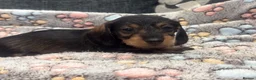 Miniature Dachshund dogs for sale: Wire haired puppies! Boys and girls - Advert 23