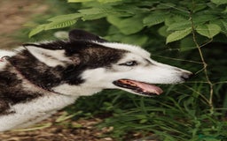 Siberian Husky dogs for adoption: 💙🐶 HASAN 🐶💙 - Image 3