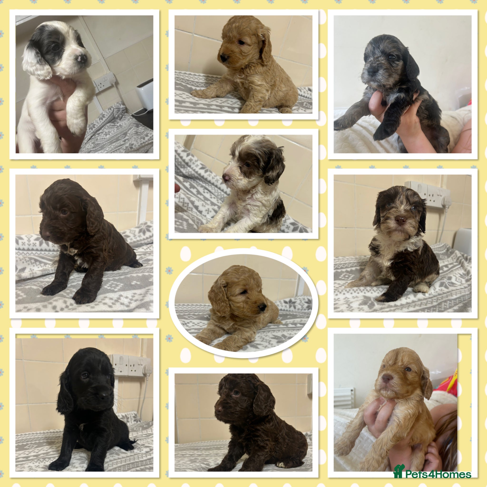Cockapoo dogs ⭐️HEALTH TESTED✨⭐️Beautiful toy cockapoo🥇 ✨ - Advert 14