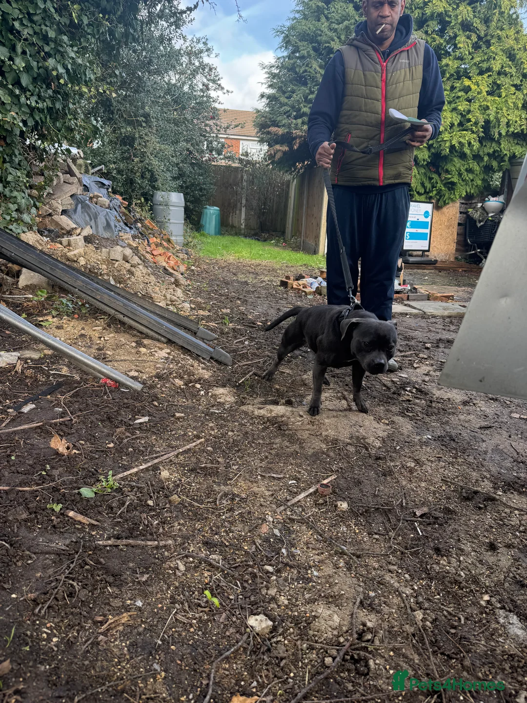 Staffordshire Bull Terrier dogs for sale: Kc reg 2.5year female  - Advert 2