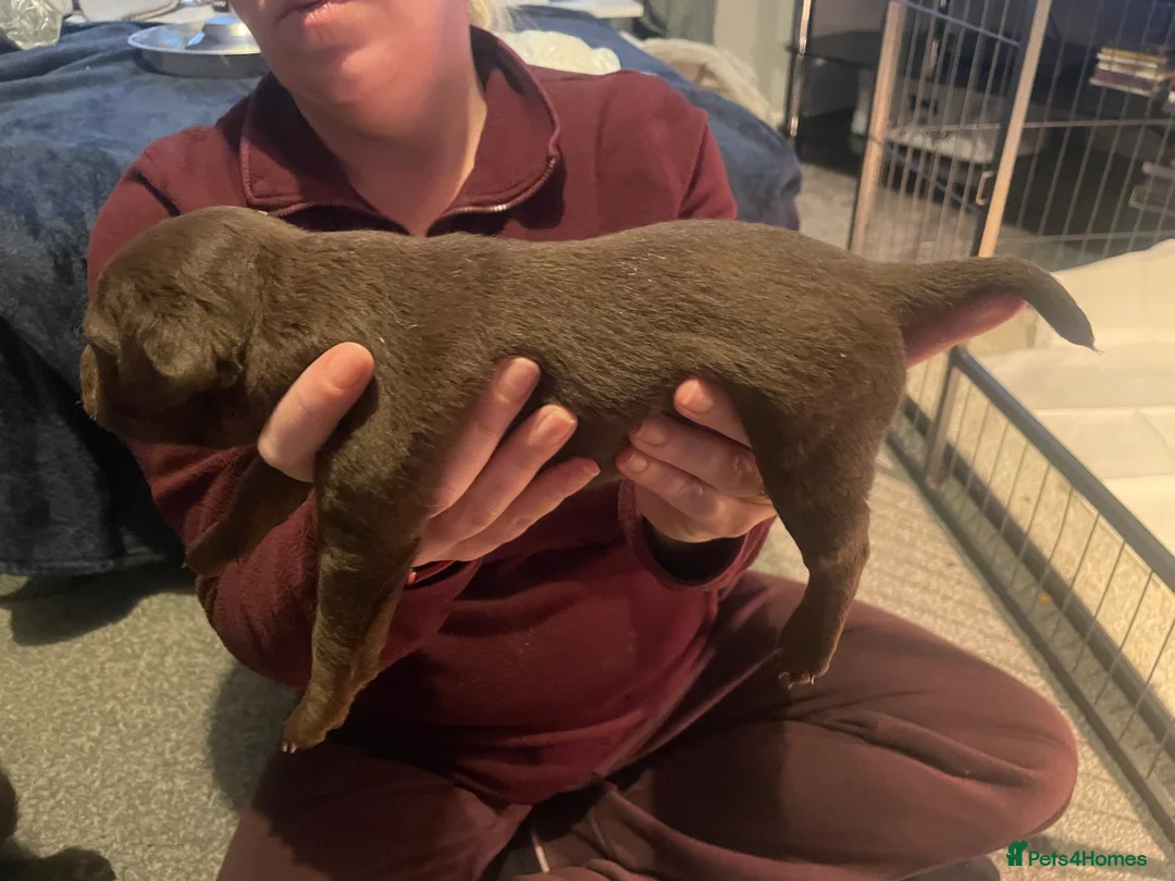 Patterdale Terrier dogs for sale: Patterdale pups  - Advert 7