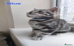 British Shorthair cats for sale: Ready to collect, Silver Tabby kittens  in Rochester - Image 18