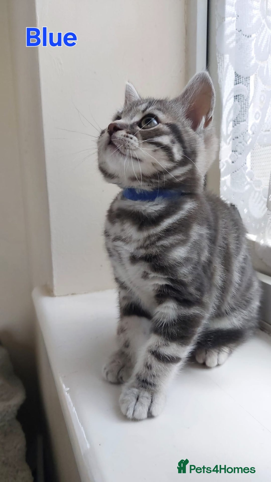 British Shorthair cats for sale: Ready to collect, Silver Tabby kittens  in Rochester - Image 18