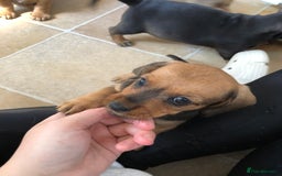 Mixed Breed dogs for sale: dachshund puppies READY TO GO  in Nelson - Image 12