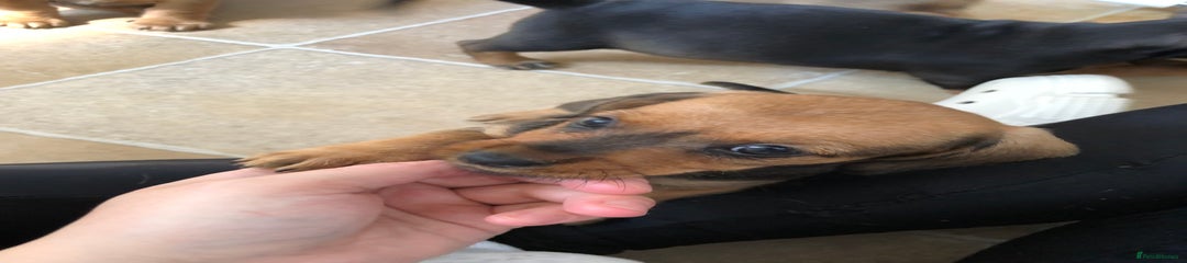 Mixed Breed Puppy 4