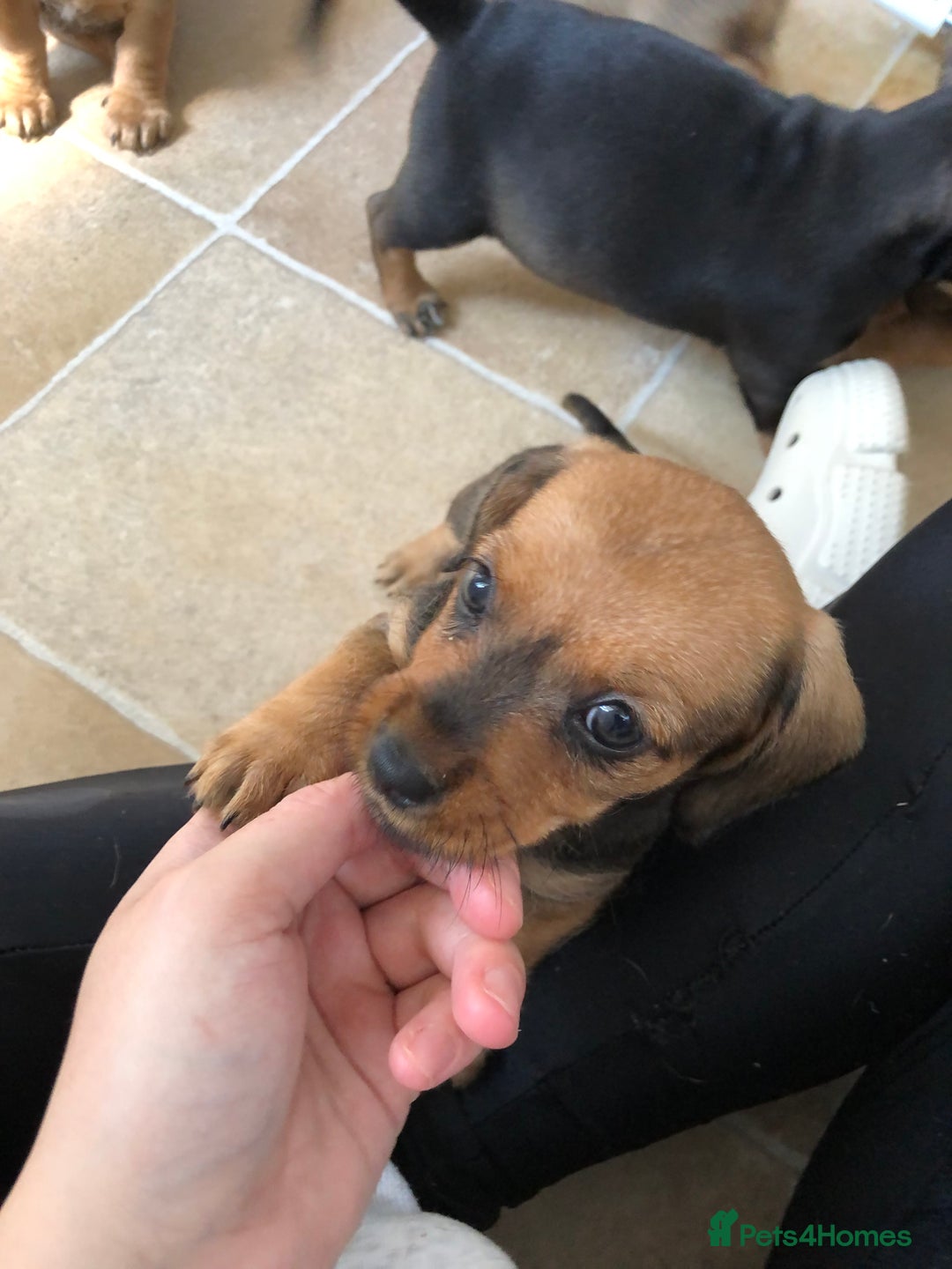 Mixed Breed dogs for sale: dachshund puppies READY TO GO  in Nelson - Image 12