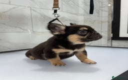 French Bulldog dogs for sale: Exceptional KC Fluffy French Bulldog Puppies - Image 12