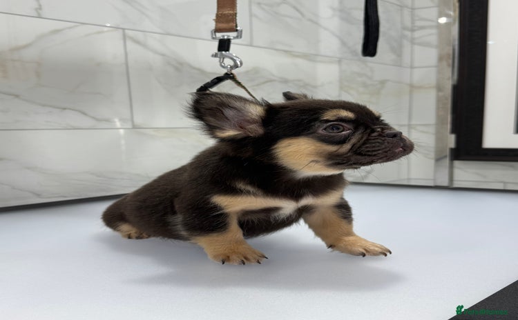 French Bulldog dogs - Advert 2