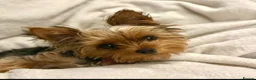Yorkshire Terrier dogs for stud: KC Champion Bloodline Yorkshire Terrier Stud  - Advert 4
