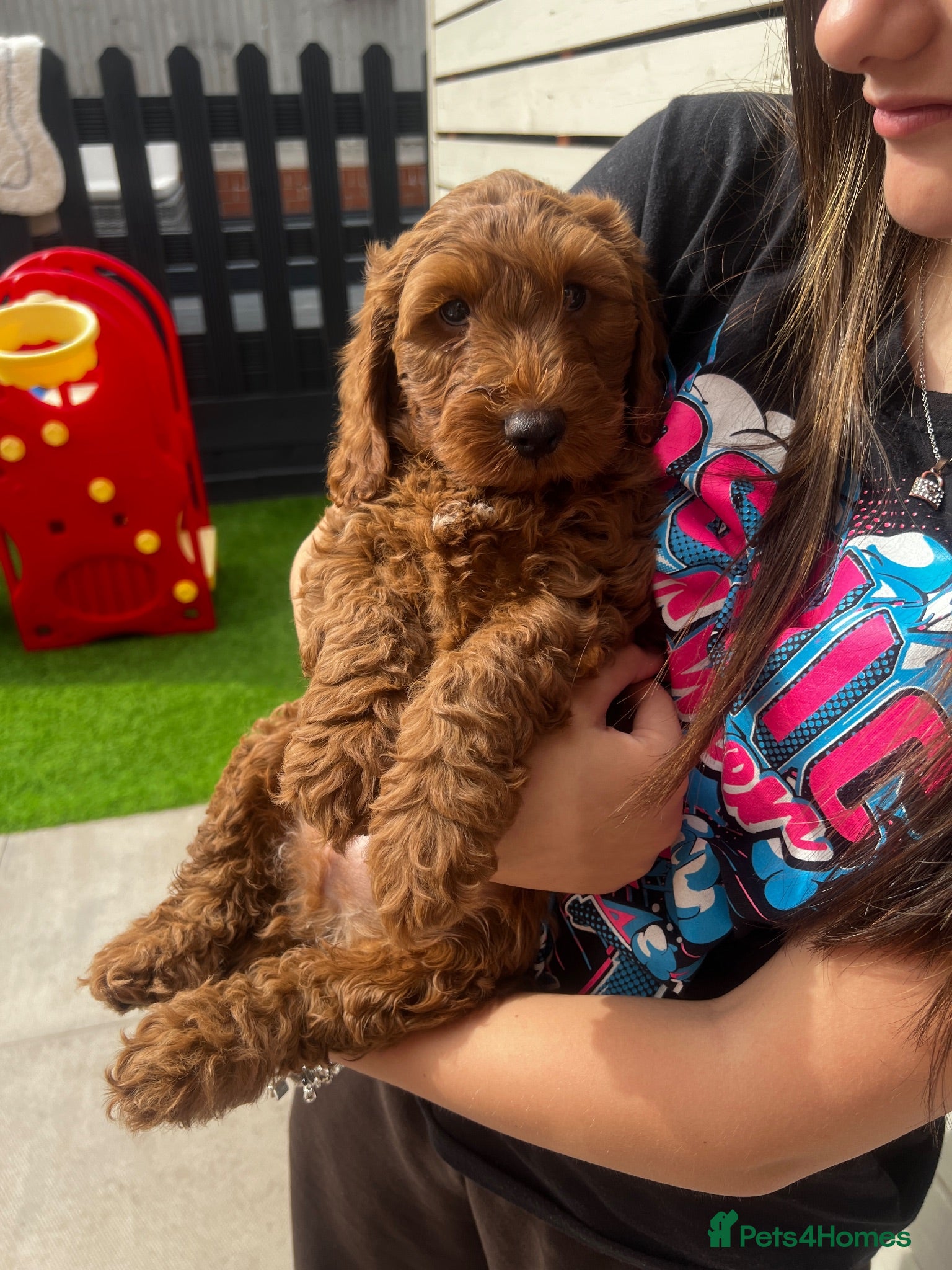 Cockapoo dogs ❗️1 boy left ❗️ 🐾 7 stunning F1B cockapoo pups 🐾 - Advert 1
