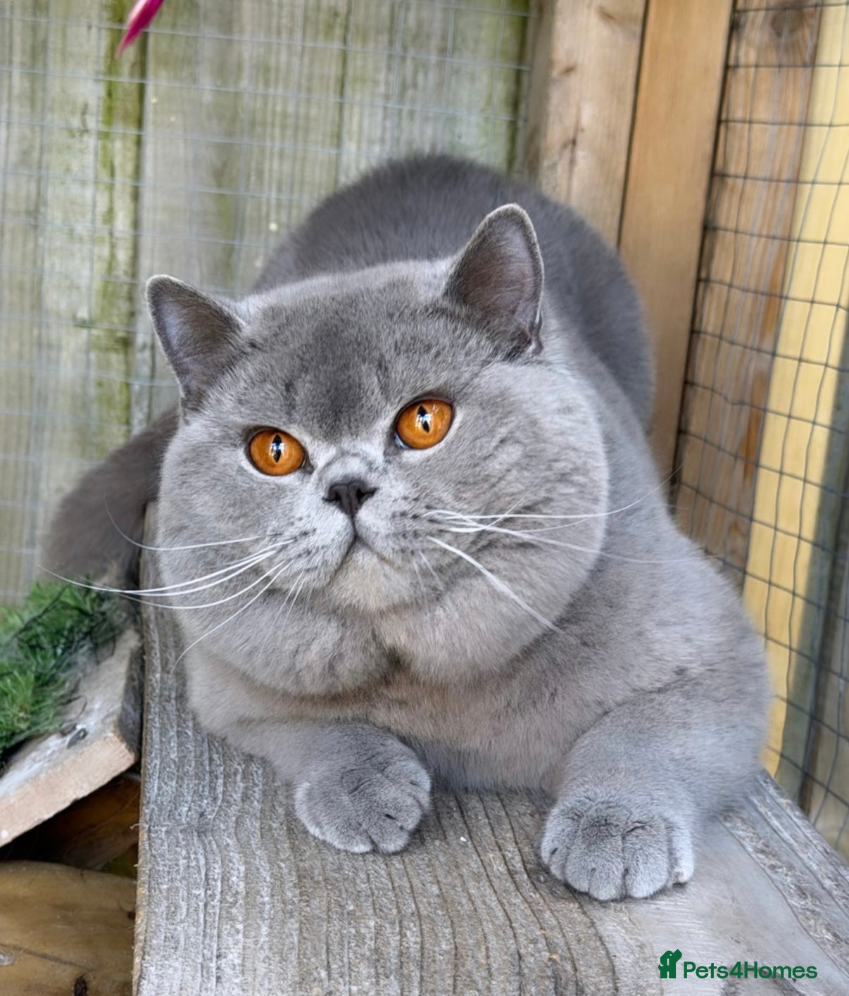 British Shorthair cats for sale: ✨ GCCF BEAUTIFUL KITTENS ✨ - Advert 13