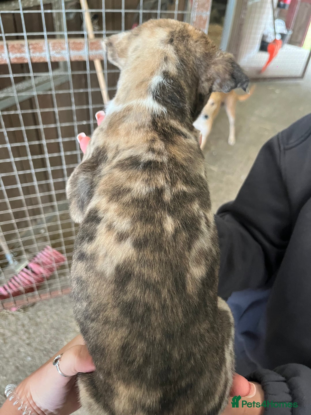 Lurcher dogs for sale: Lurcher Puppies For Sale - Image 2