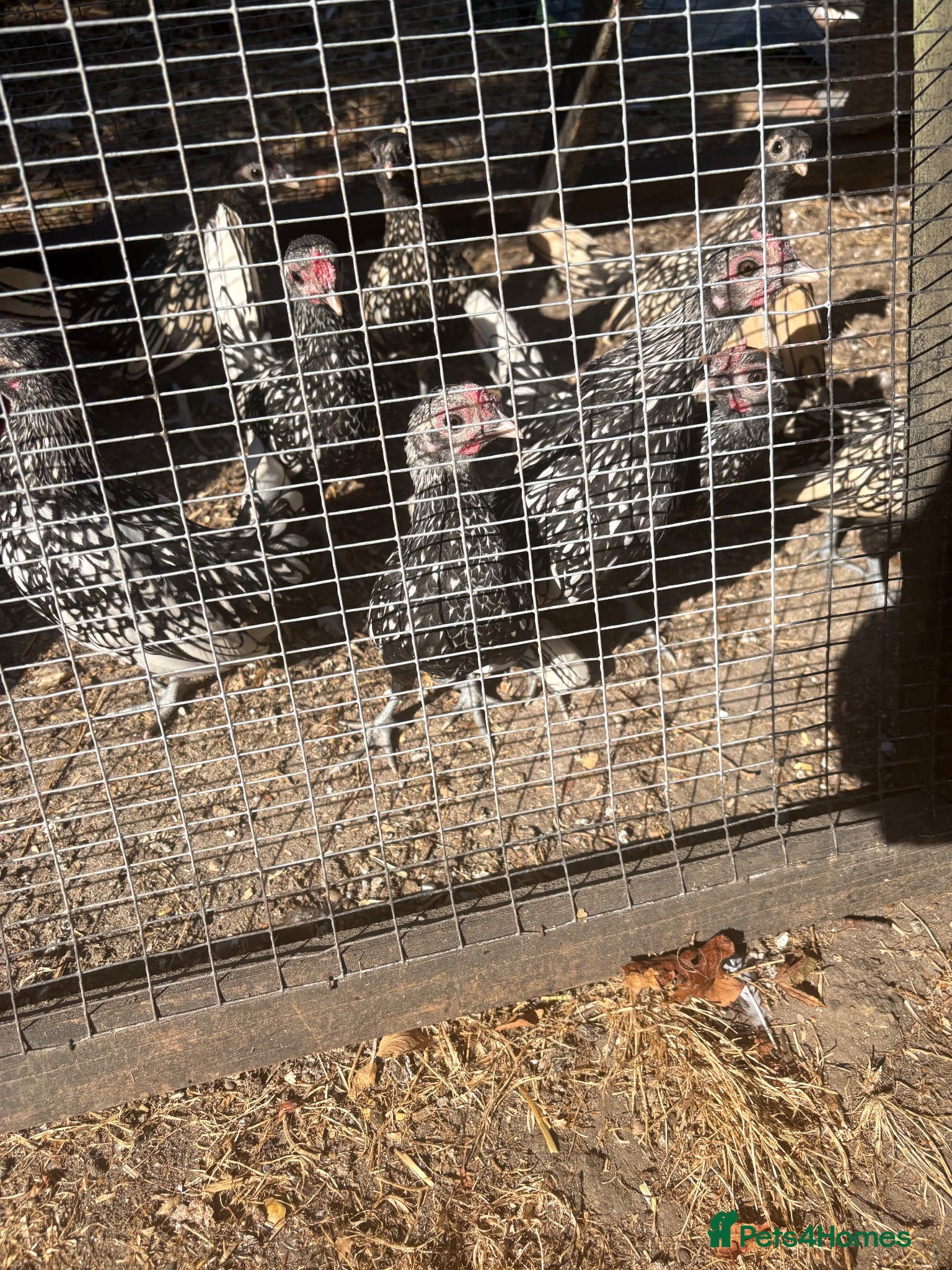 Chickens poultry Silver Sebright - Advert 1
