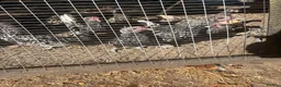 Chickens poultry for sale: Silver Sebright - Advert 1