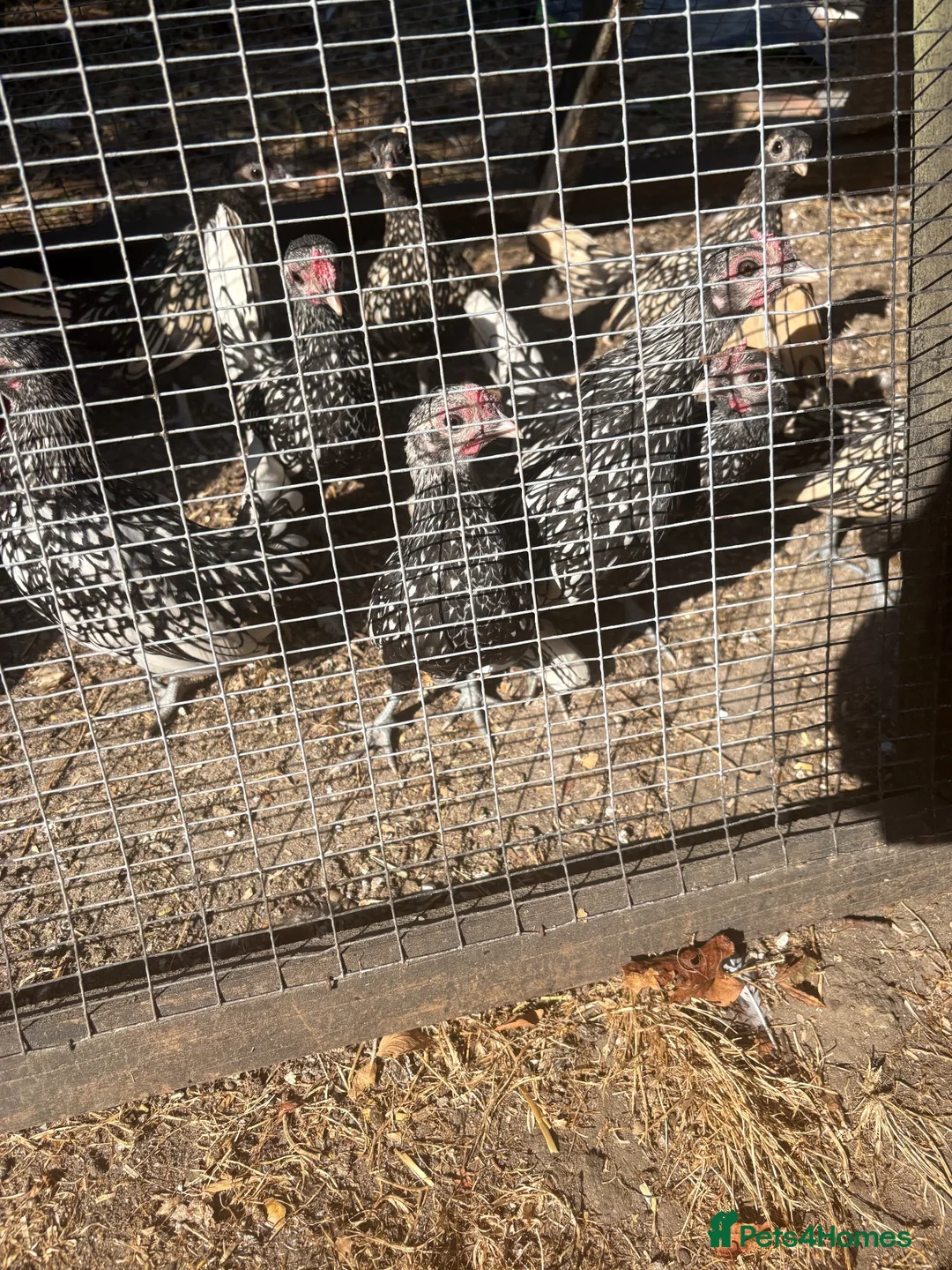 Chickens poultry for sale: Silver Sebright - Advert 1