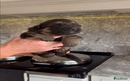 German Shepherd dogs for sale: German Shepherd Puppies Family-Raised 🐾 - Advert 8