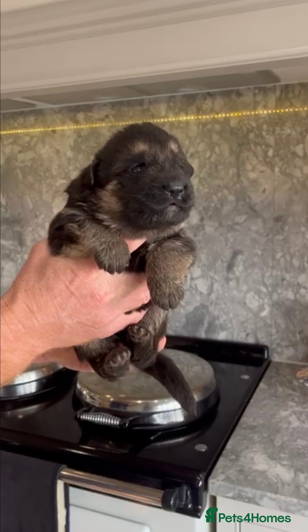 German Shepherd dogs for sale: German Shepherd Puppies Family-Raised 🐾 - Advert 8