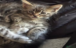 Maine Coon cats for sale: Maine coon kittens TICA registered  - Image 14
