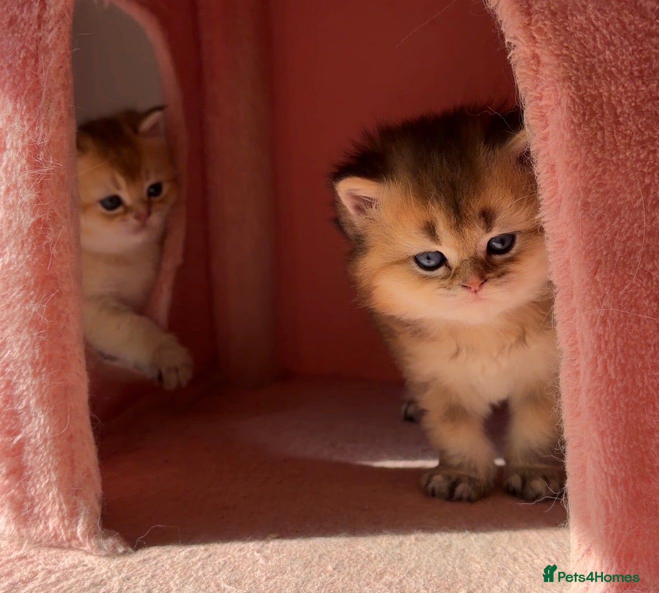 British Shorthair cats     Rare Golden British Kittens & Colourpoint - Advert 1