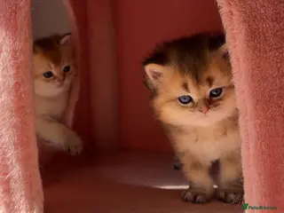 British Shorthair cats Rare Golden British Kittens & Colourpoint - Advert 1