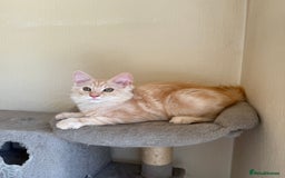 Maine Coon cats for sale: Stunning Maine coon kittens - Image 17