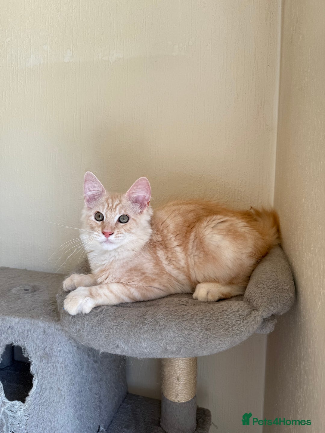 Maine Coon cats for sale: Stunning Maine coon kittens - Image 17