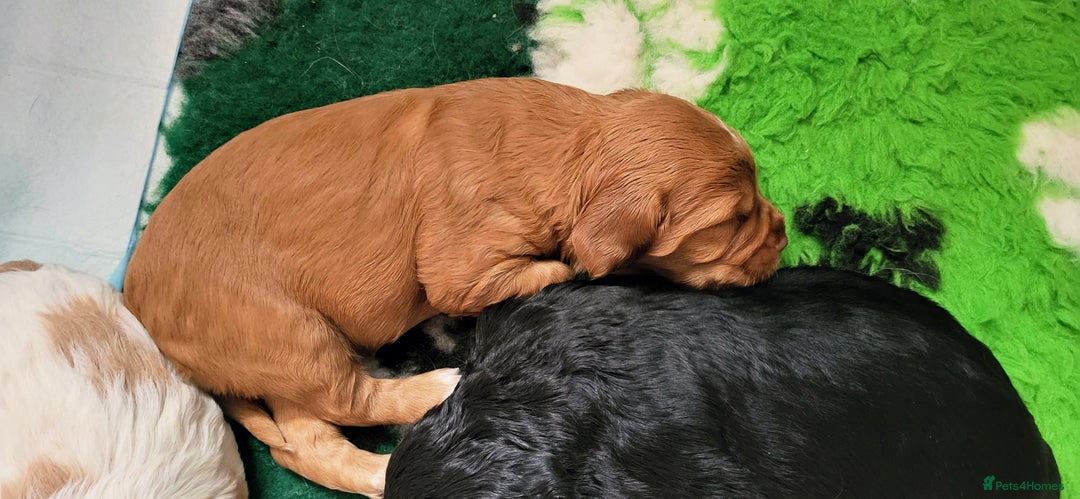 Mixed Breed dogs for sale: Stunning health tested sprollie x cocker  - Image 13