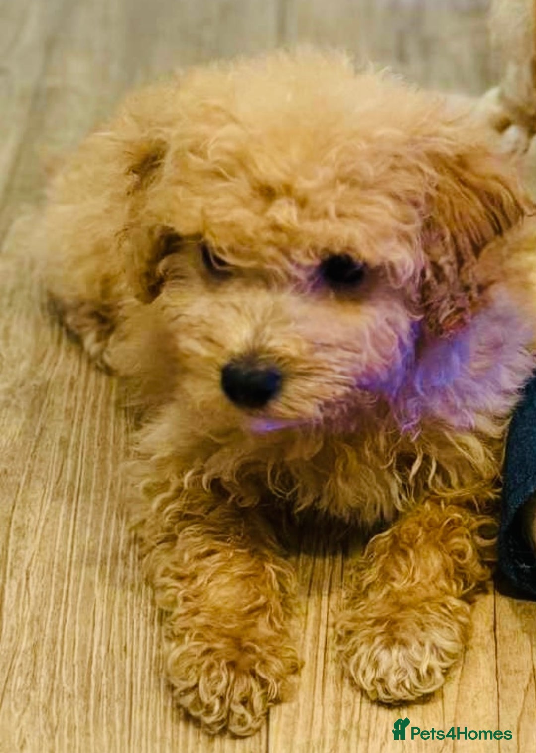 Maltipoo dogs for sale: Maitlpoo  - Advert 9