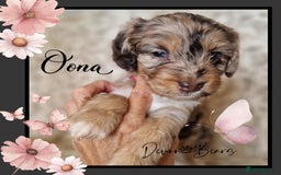 Cockapoo dogs for sale: Chunky health tested stunning English cockerpoos. - Image 12