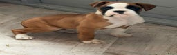 Boxer dogs for sale: Female boxer puppy - Advert 2