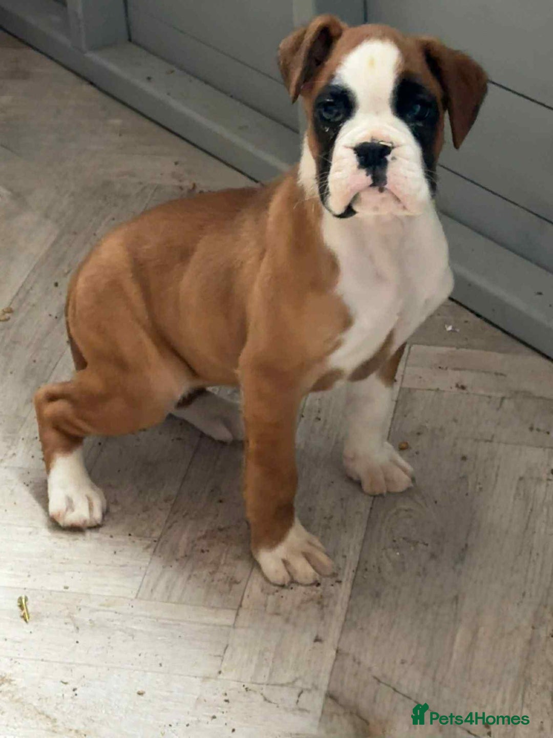 Boxer dogs for sale: Female boxer puppy - Advert 2
