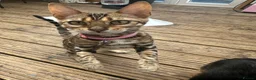 Bengal cats for sale: Bengal kitten in Warrington - Advert 5