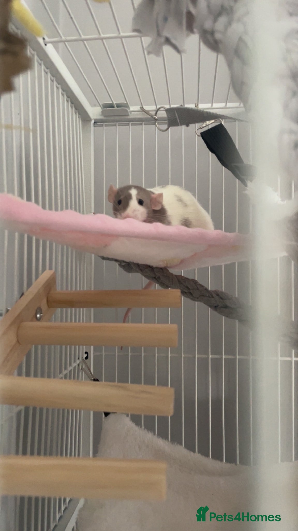 Rat rodents for sale: Four lovely rats looking for a forever home  - Advert 8