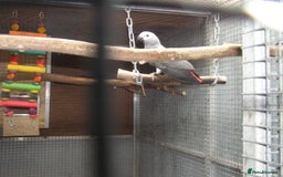 Parrots birds for sale: Baby African Grey Parrot with White Toe and Clawer - Image 4