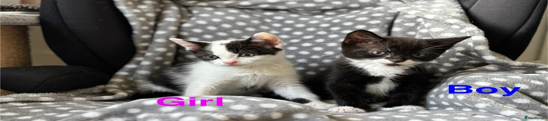 Domestic Shorthair Kitten 3