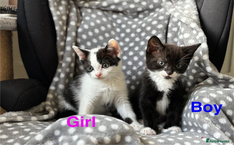Domestic Shorthair cats - Advert 4