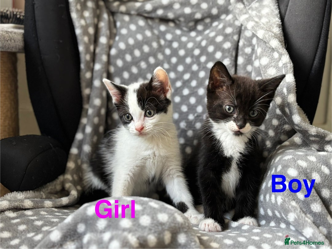 Domestic Shorthair cats for sale: 3 stunning kittens  - Image 1