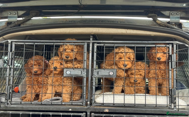 Miniature Poodle dogs - Advert 13