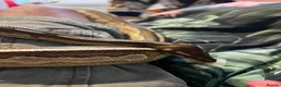 Python Snake reptiles for sale: Rain, the Royal Python - 1 Year 9 Months in Billingham - Advert 5