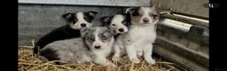 Border Collie dogs for sale: 4 beautiful border collie pups  - Advert 3